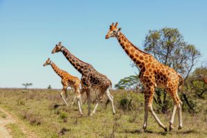 Curiosidades Intrigantes sobre as Girafas