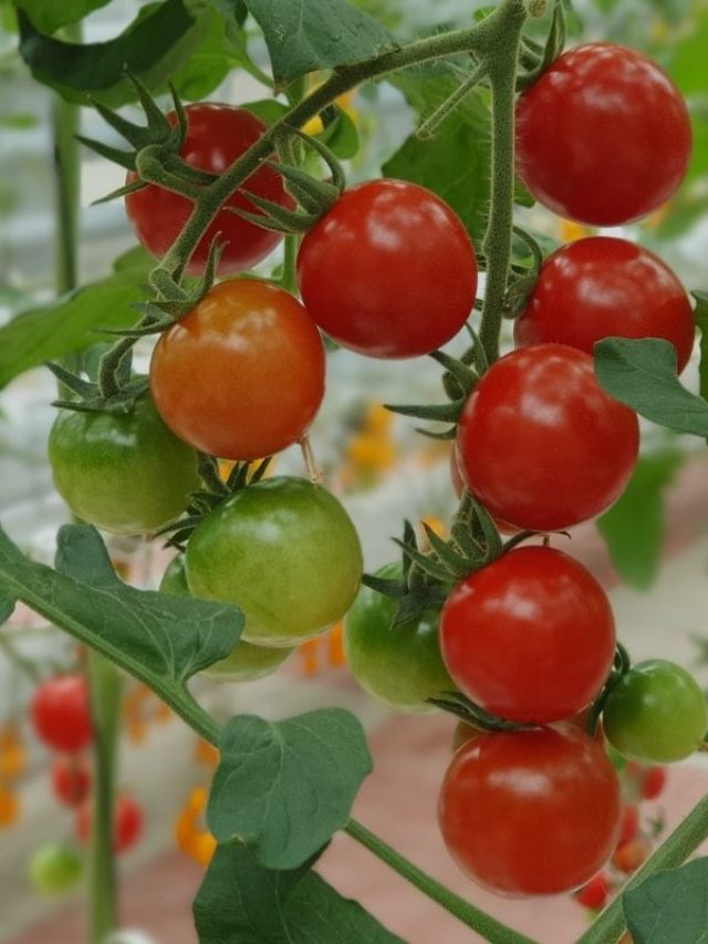 Curiosidades sobre os tomates