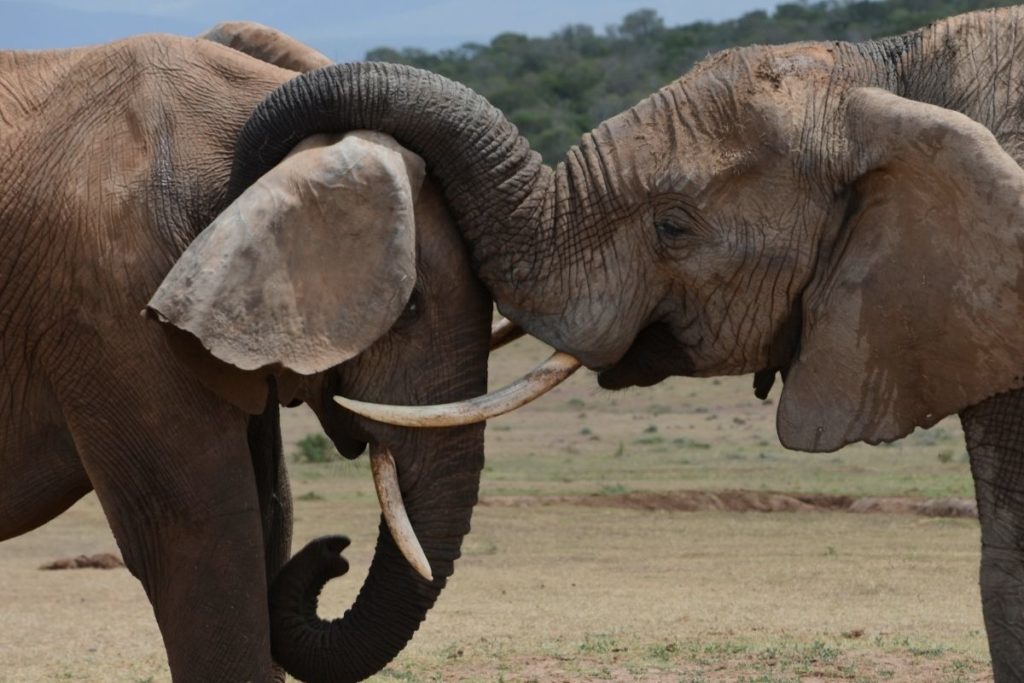 Curiosidades sobre os Elefantes